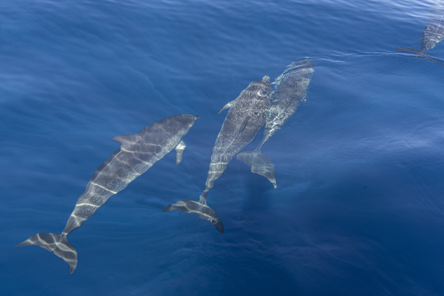 Delfin Moteado - Tenerife - islas Canarias - España 06 .jpg